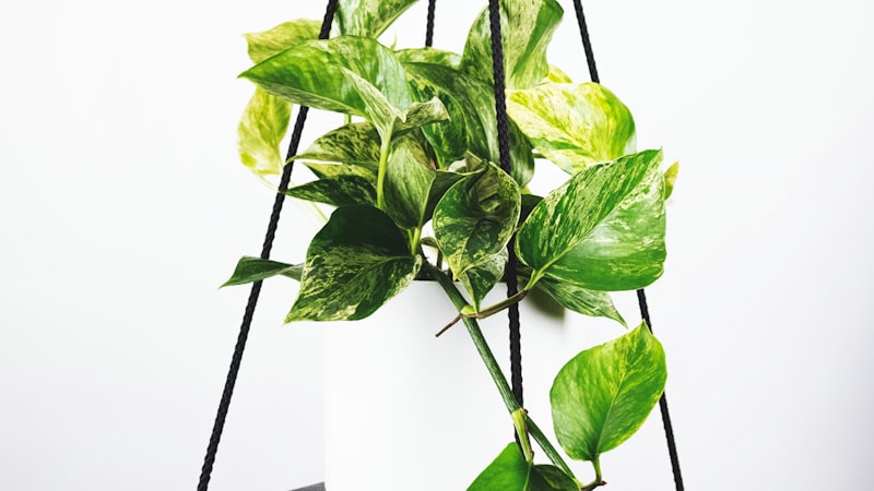 英超联赛高清直播画面 - 曼城对阵利物浦的激烈比赛场景